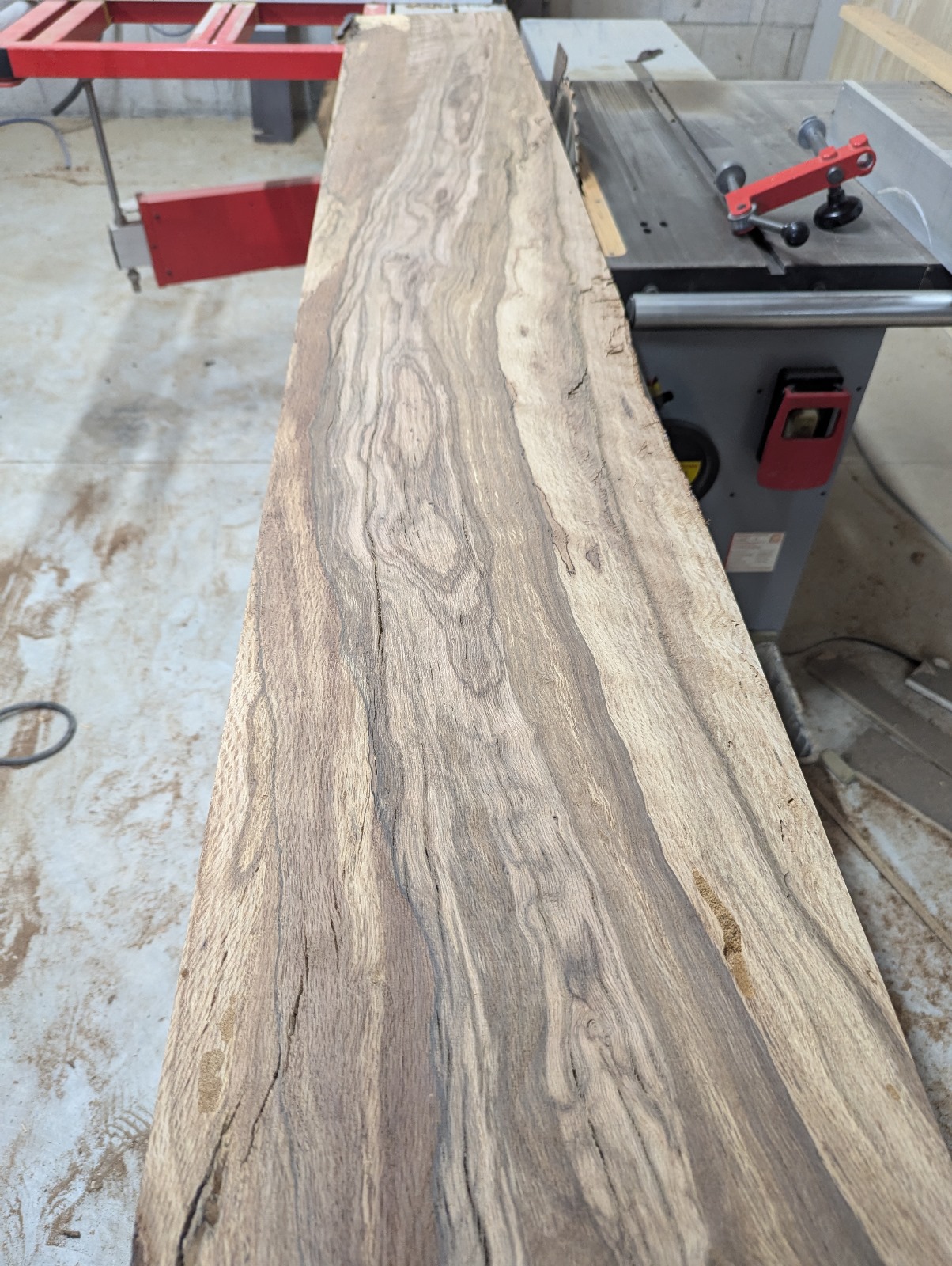cork oak alcornoque