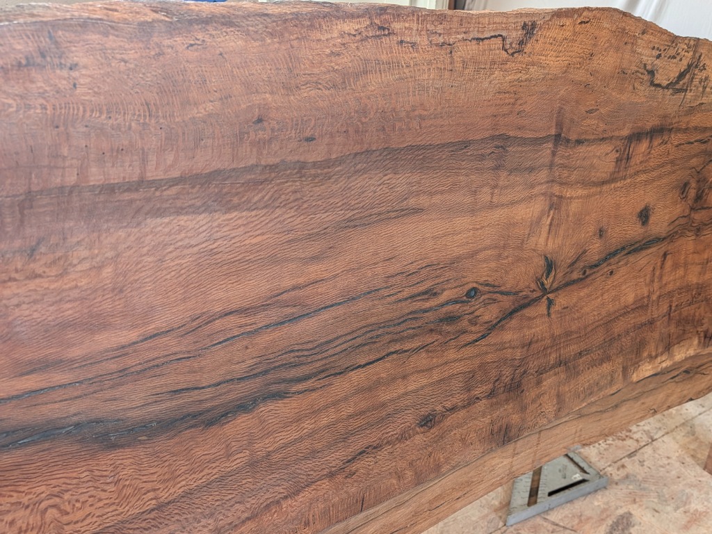 Cork Oak